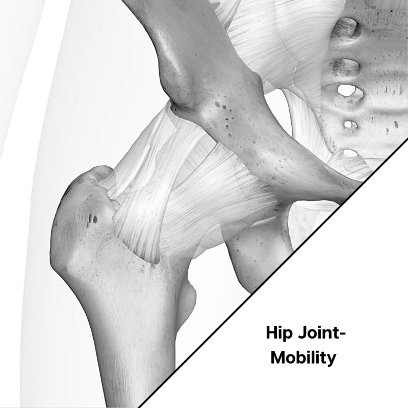 a diagram of the hip joint and the hip joint.